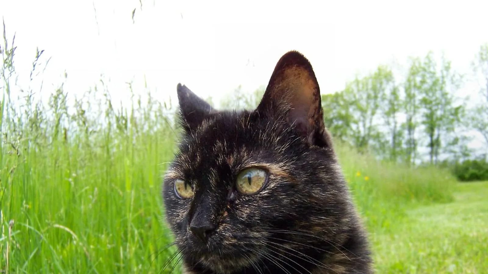 Immagine editoriale per quanto costa mantenere un gatto?